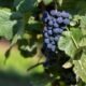 Black Grapes Farming