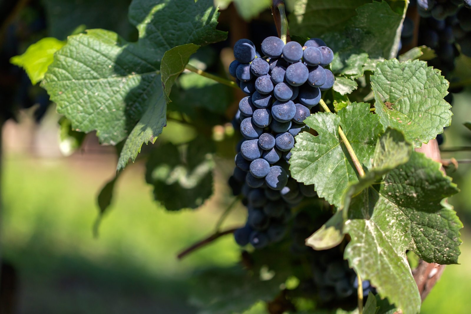Black Grapes Farming