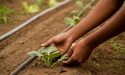Organic Farming