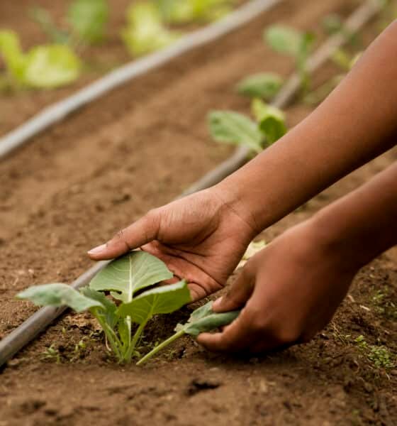 Organic Farming