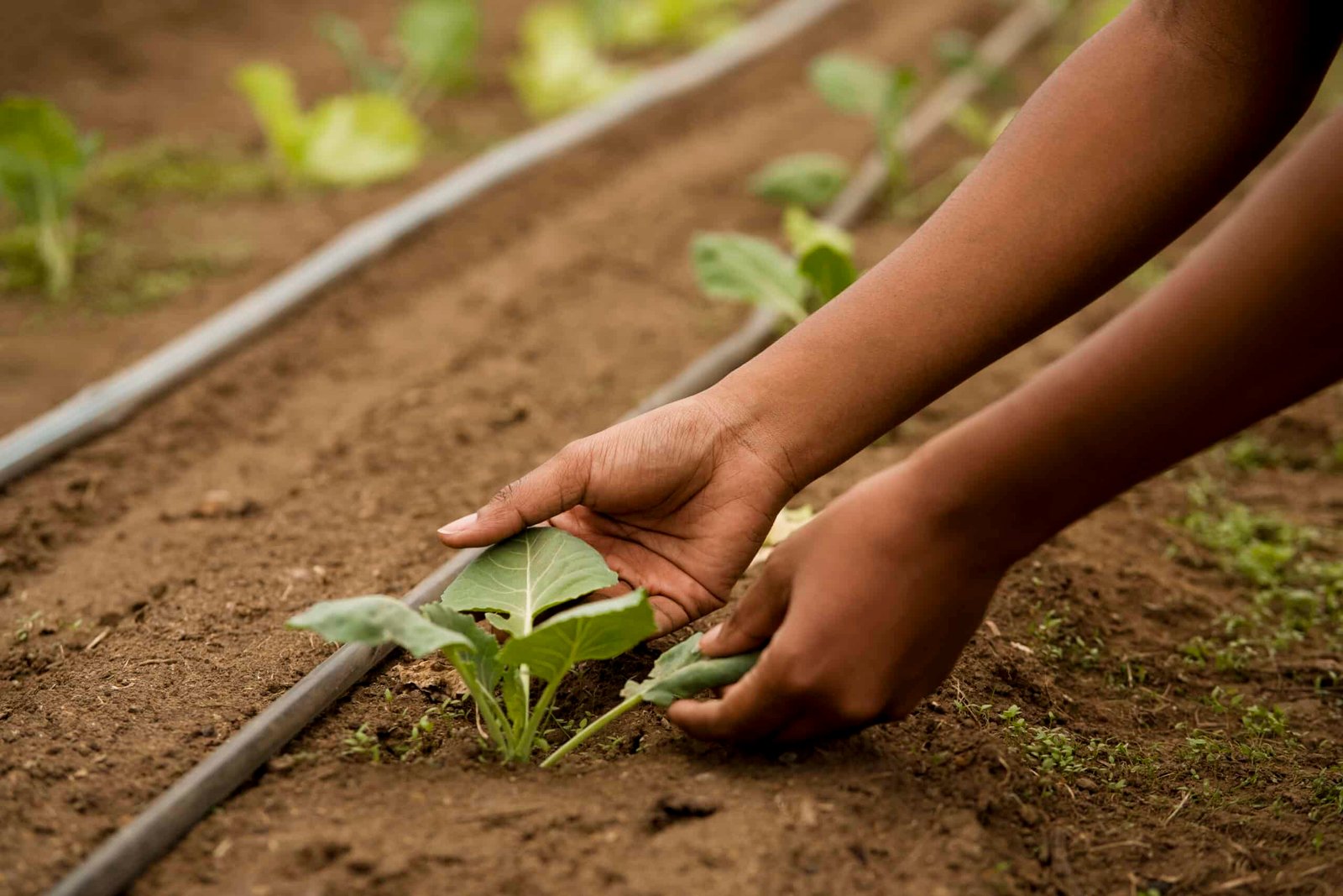 Organic Farming