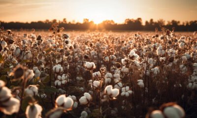 Natural Farming in Cotton Farmers