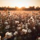 Natural Farming in Cotton Farmers