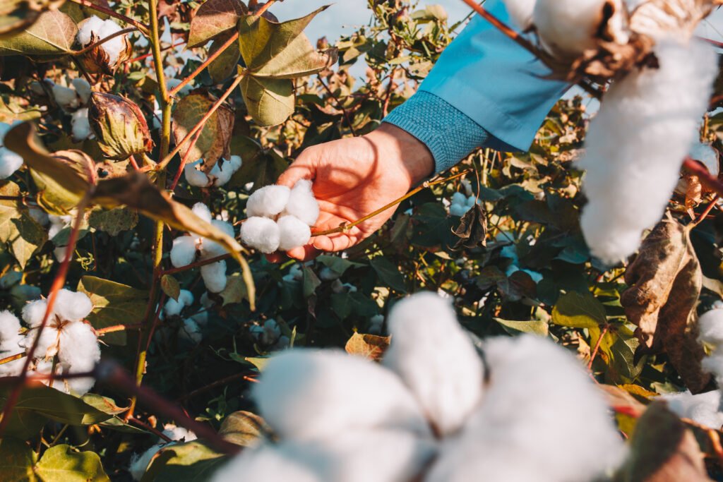 Natural Farming in Cotton Farmers