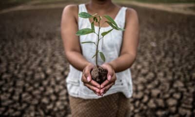 Indian agriculture