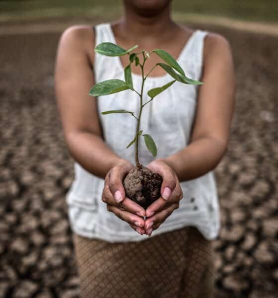 Indian agriculture