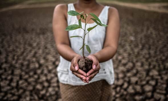Indian agriculture