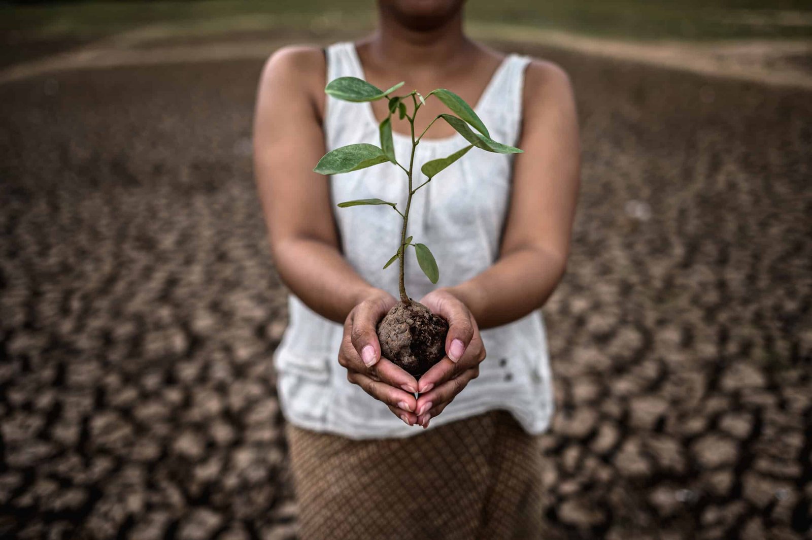 Indian agriculture