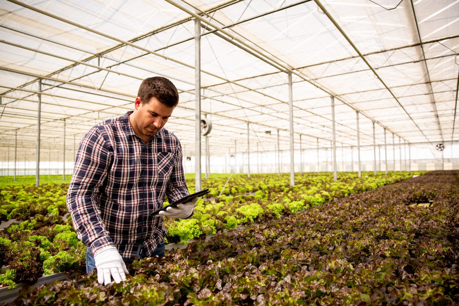 Organic Farming