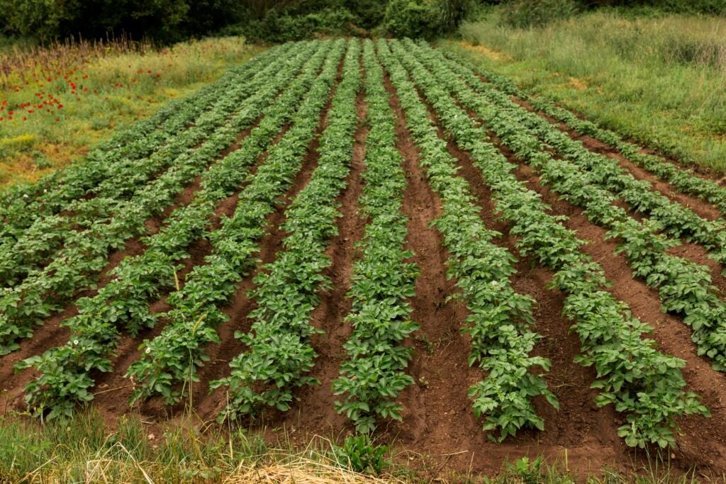 Potato Cultivation
