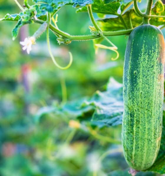Cucumber Farming
