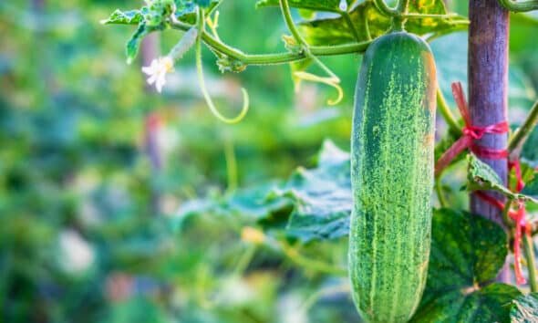 Cucumber Farming