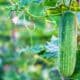 Cucumber Farming