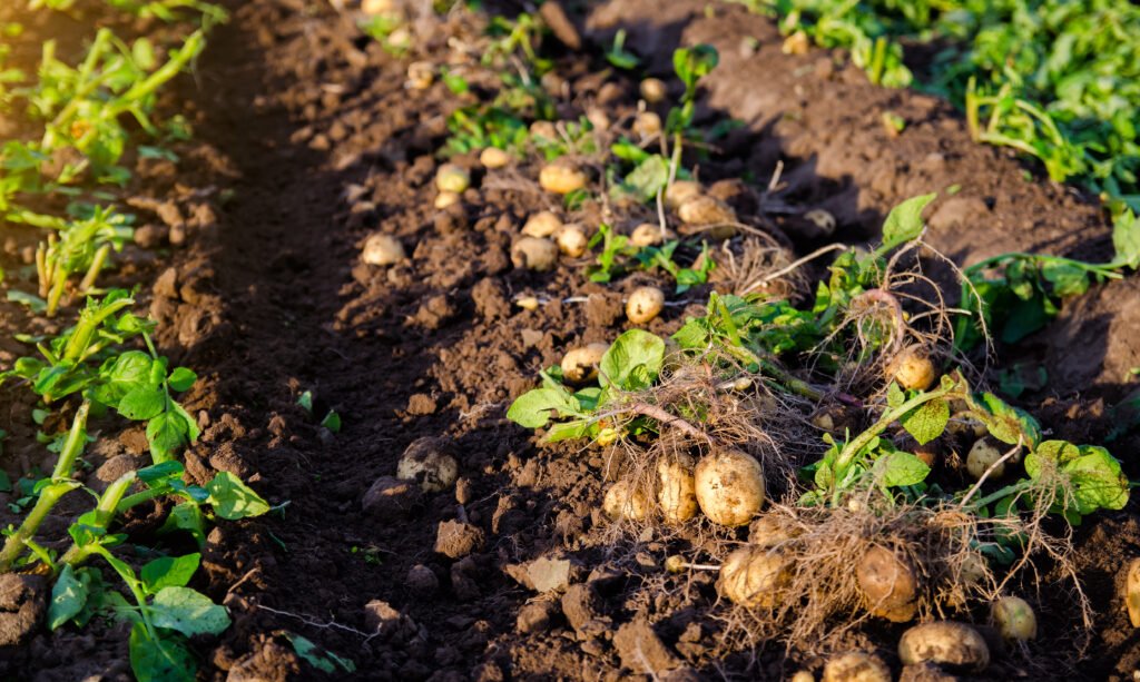 Potato Cultivation