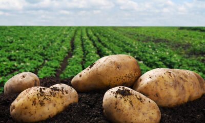 Potato Cultivation