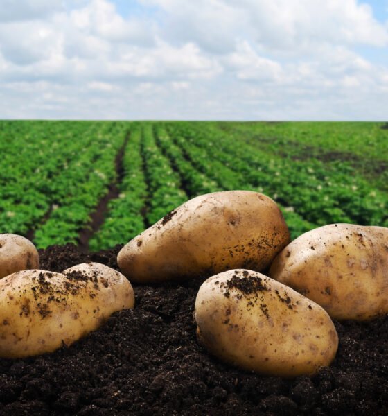 Potato Cultivation