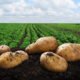Potato Cultivation