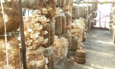 best mushrooms to grow for profit oyster mushroom farming