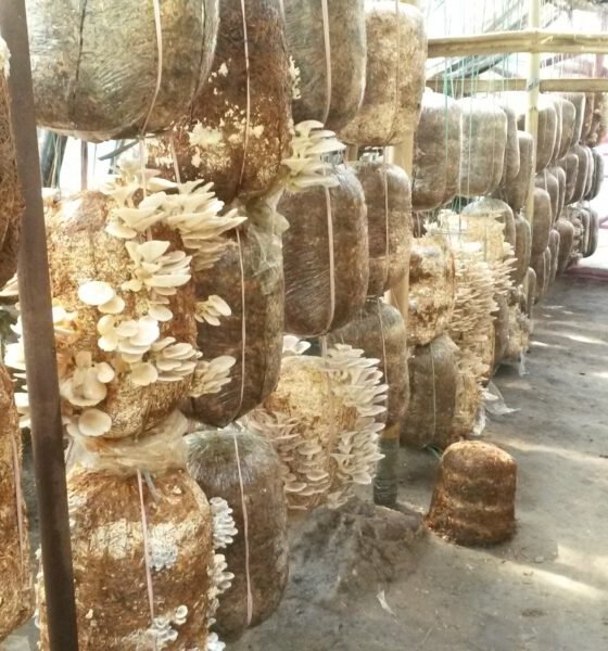 best mushrooms to grow for profit oyster mushroom farming