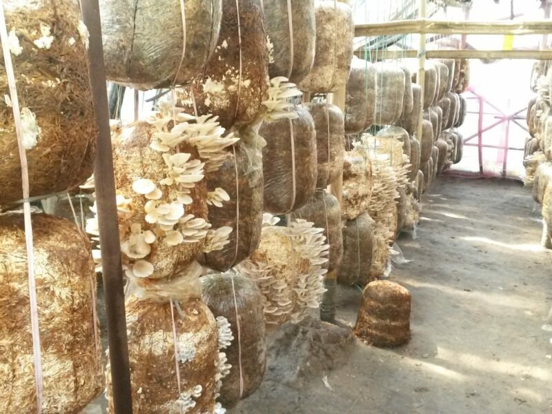 best mushrooms to grow for profit oyster mushroom farming
