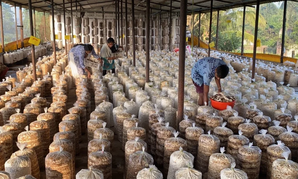how to start mushroom farming at home indoor setup