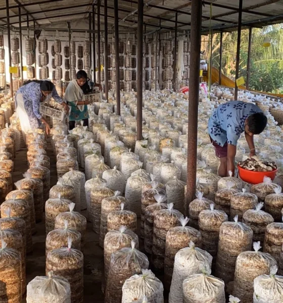how to start mushroom farming at home indoor setup