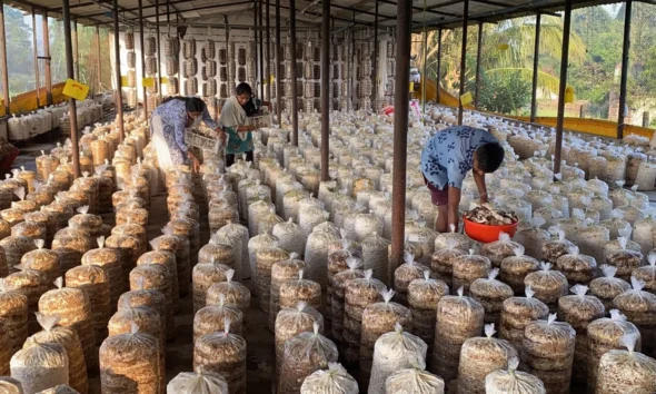 how to start mushroom farming at home indoor setup