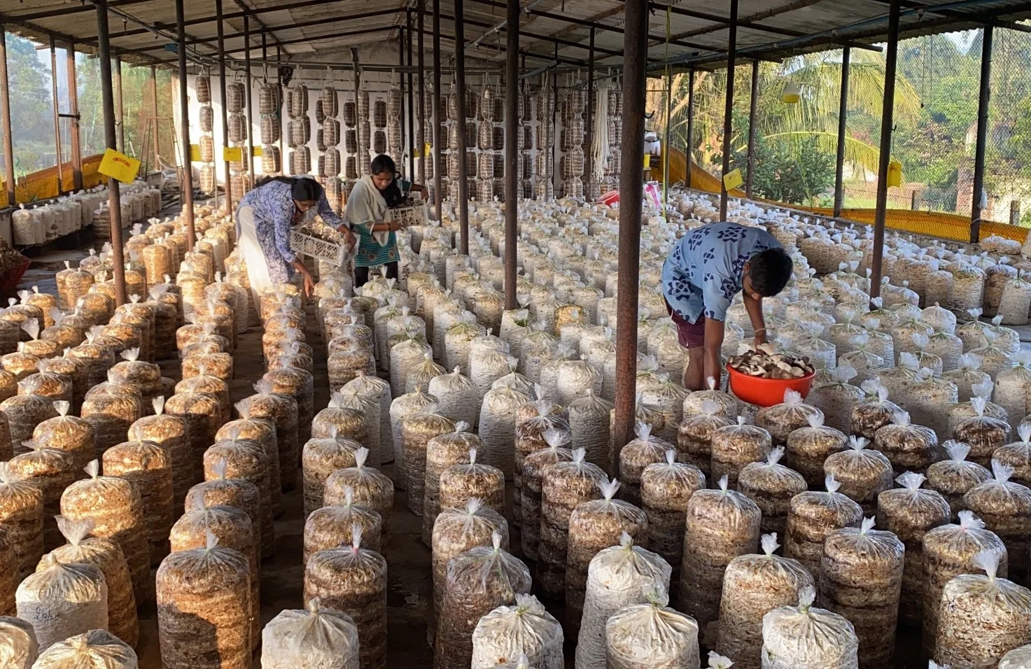 how to start mushroom farming at home indoor setup