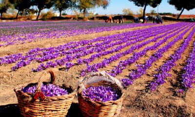 Crocus sativus ಕೇಸರಿ ಬೆಳೆಗೆ ಅತ್ಯುತ್ತಮ ಹವಾಮಾನ