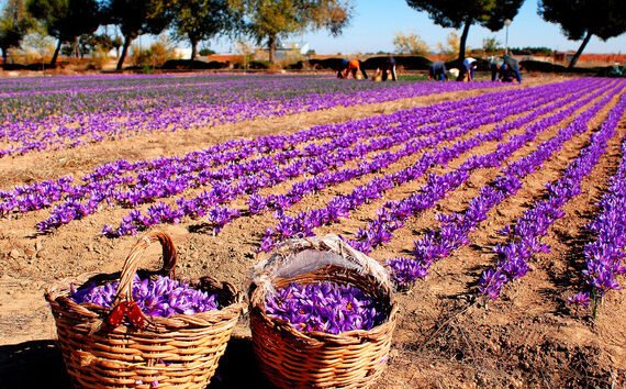 Crocus sativus ಕೇಸರಿ ಬೆಳೆಗೆ ಅತ್ಯುತ್ತಮ ಹವಾಮಾನ