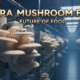 investment required for mushroom farming indoor setup