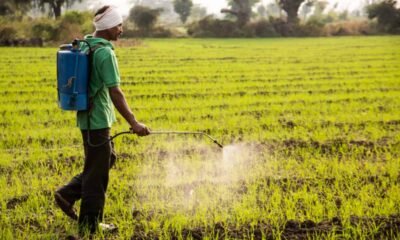 Biopesticides at scale in India being applied by farmers for sustainable agriculture.
