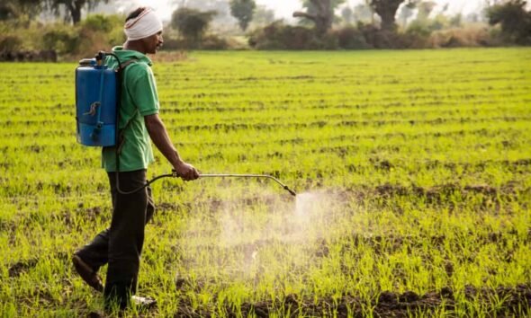 Biopesticides at scale in India being applied by farmers for sustainable agriculture.