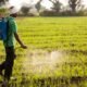 Biopesticides at scale in India being applied by farmers for sustainable agriculture.