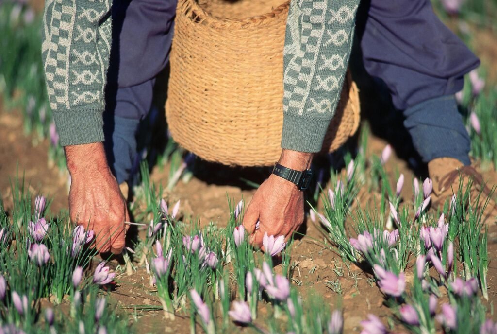 ಕೇಸರಿ ಕೃಷಿಯ ಹೂಡಿಕೆ ಪ್ರಕ್ರಿಯೆ – ಕೇಸರಿ ಒಣಗಿಸುವ ಮತ್ತು ಸಂಸ್ಕರಣೆ