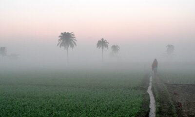 ಭಾರತದಲ್ಲಿ ಹಳ್ಳಿಗಳಿಗೆ ಮರಳುತ್ತಿರುವ ಐಟಿ ವೃತ್ತಿಪರರ ನೈಸರ್ಗಿಕ ಕೃಷಿ ಜೀವನ