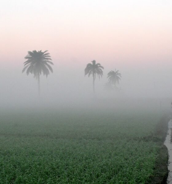 ಭಾರತದಲ್ಲಿ ಹಳ್ಳಿಗಳಿಗೆ ಮರಳುತ್ತಿರುವ ಐಟಿ ವೃತ್ತಿಪರರ ನೈಸರ್ಗಿಕ ಕೃಷಿ ಜೀವನ