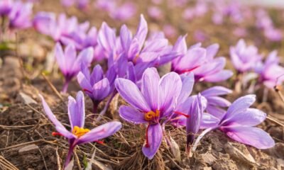 ಅರಳಿರುವ ಕೇಸರಿ ಹೂಗಳೊಂದಿಗೆ ಕೇಸರಿ ಕೃಷಿ ಹೊಲಕ್ಕೆ ಬೇಕಾದ ಹೂಡಿಕೆ ಎಷ್ಟು