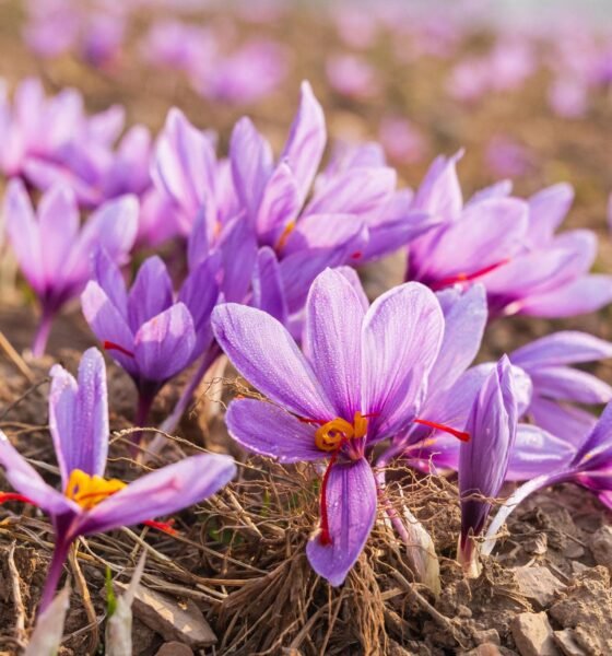 ಅರಳಿರುವ ಕೇಸರಿ ಹೂಗಳೊಂದಿಗೆ ಕೇಸರಿ ಕೃಷಿ ಹೊಲಕ್ಕೆ ಬೇಕಾದ ಹೂಡಿಕೆ ಎಷ್ಟು