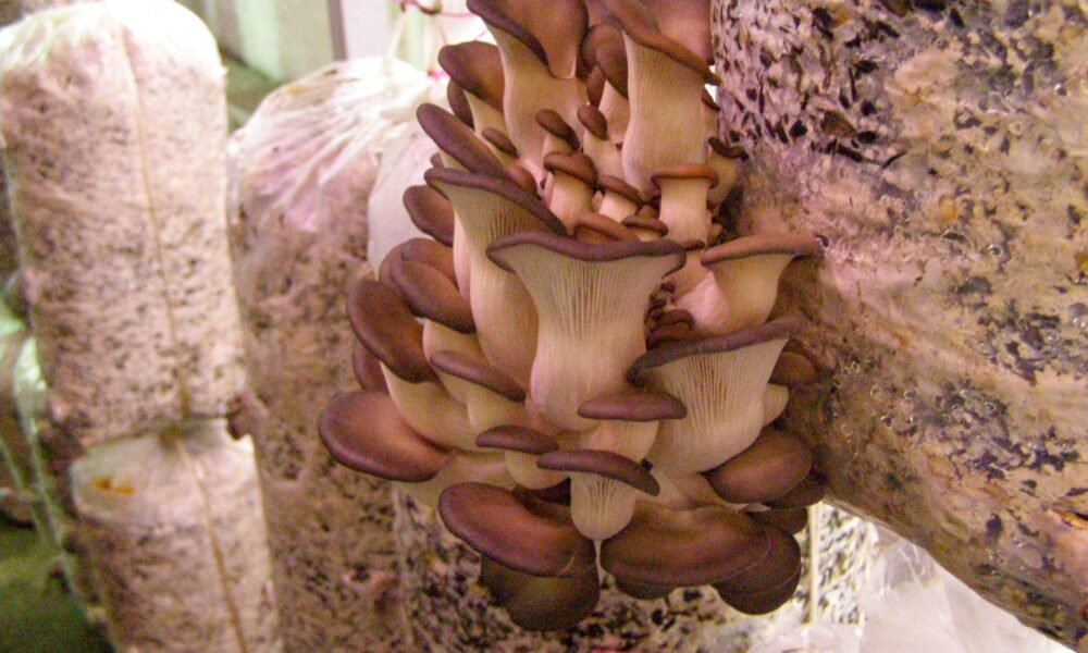 ಆರಂಭಿಕರಿಗೆ ಒಳಾಂಗಣ ಆಯಿಸ್ಟರ್ ಅಣಬೆ ಕೃಷಿ – ಆರೋಗ್ಯಕರ ಬಿಳಿ ಆಯಿಸ್ಟರ್ ಅಣಬೆಗಳ ಬೆಳೆ