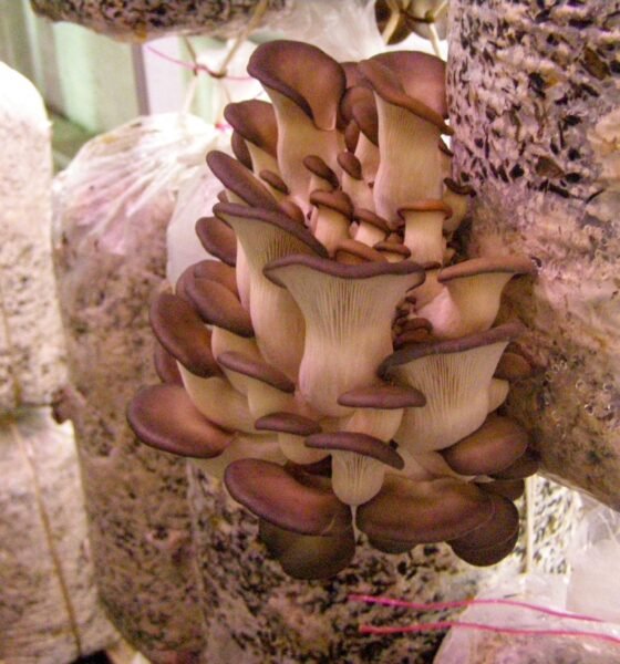 ಆರಂಭಿಕರಿಗೆ ಒಳಾಂಗಣ ಆಯಿಸ್ಟರ್ ಅಣಬೆ ಕೃಷಿ – ಆರೋಗ್ಯಕರ ಬಿಳಿ ಆಯಿಸ್ಟರ್ ಅಣಬೆಗಳ ಬೆಳೆ