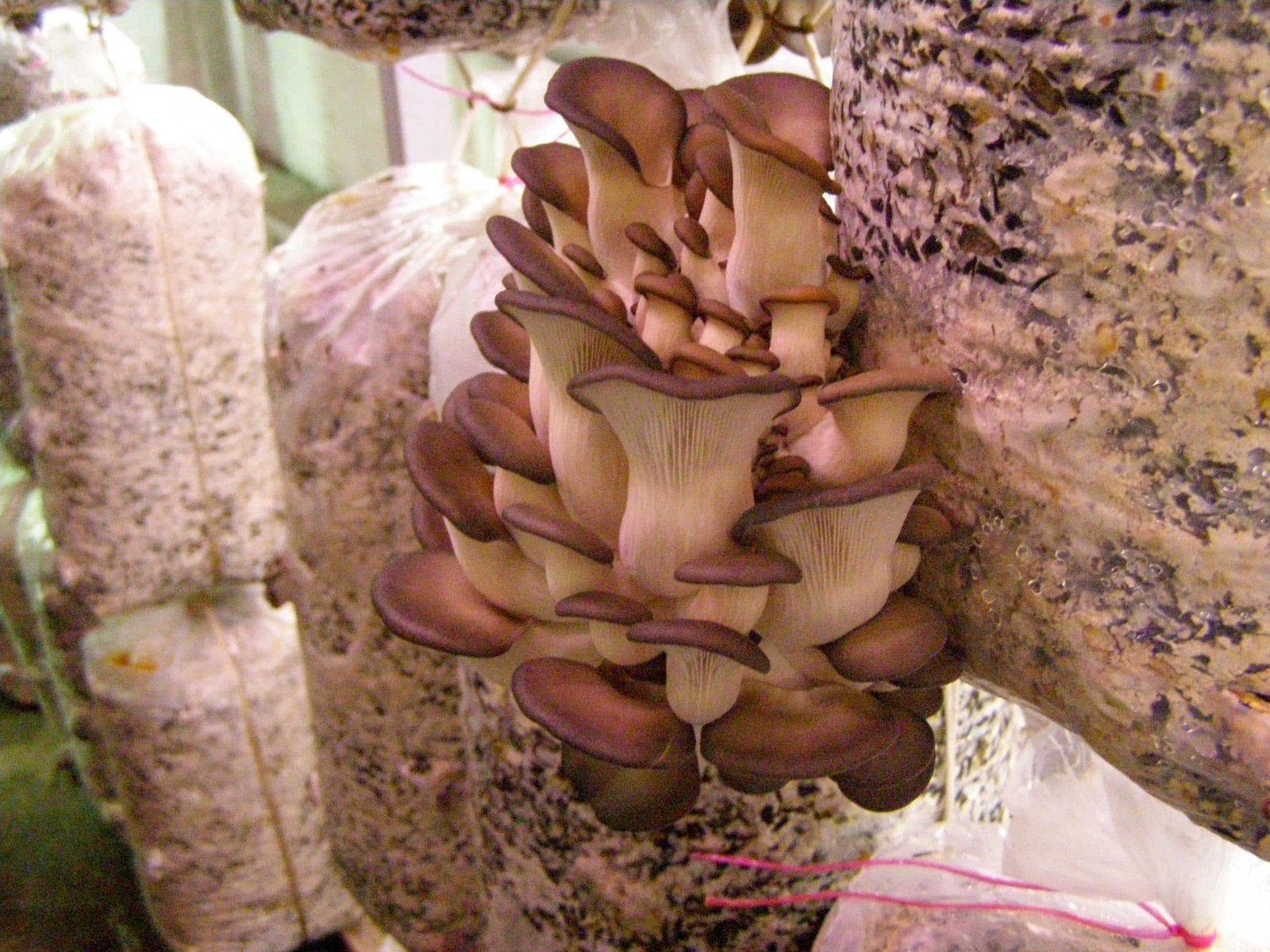 ಆರಂಭಿಕರಿಗೆ ಒಳಾಂಗಣ ಆಯಿಸ್ಟರ್ ಅಣಬೆ ಕೃಷಿ – ಆರೋಗ್ಯಕರ ಬಿಳಿ ಆಯಿಸ್ಟರ್ ಅಣಬೆಗಳ ಬೆಳೆ