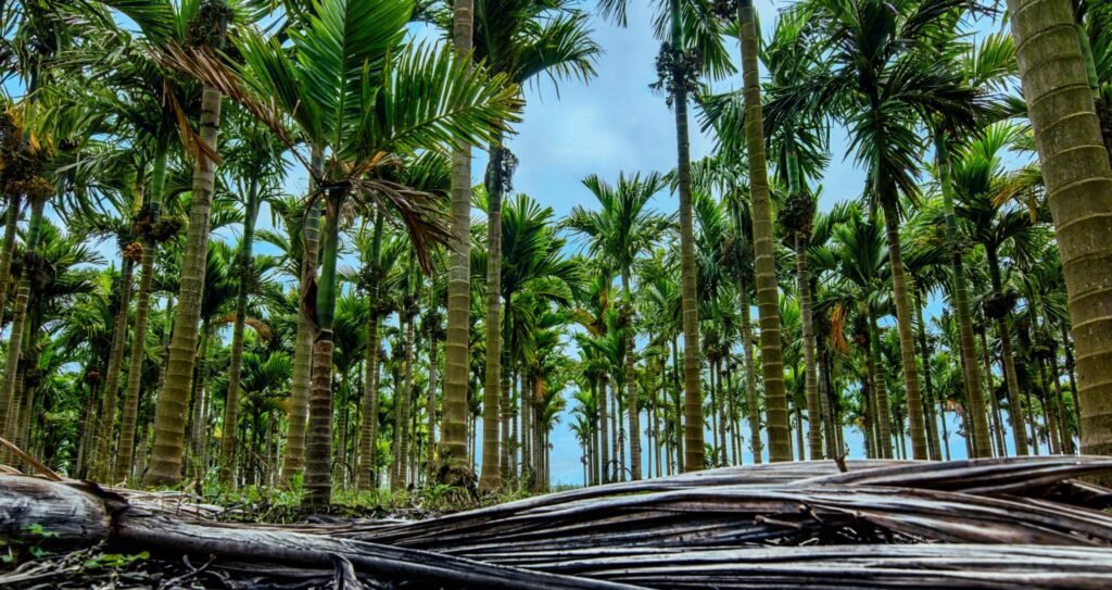 ಯೂನಿಯನ್ ಬಜೆಟ್ 2026 ಅಡಿಯಲ್ಲಿ ಹೈ ವ್ಯಾಲ್ಯೂ ಬೆಳೆಗಳ ಉತ್ತೇಜನದಿಂದ ರೈತರ ಆದಾಯ ವೃದ್ಧಿ