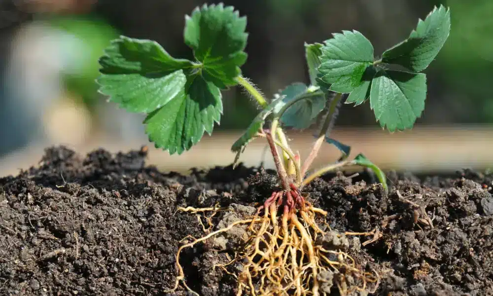 ಸುಸ್ಥಿರ ಕೃಷಿಗೆ ಮಣ್ಣಿನ ಆರೋಗ್ಯವನ್ನು ಹೆಚ್ಚಿಸುವ ಹ್ಯೂಮಸ್ ಕಾಂಪೋಸ್ಟ್