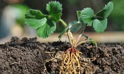 ಸುಸ್ಥಿರ ಕೃಷಿಗೆ ಮಣ್ಣಿನ ಆರೋಗ್ಯವನ್ನು ಹೆಚ್ಚಿಸುವ ಹ್ಯೂಮಸ್ ಕಾಂಪೋಸ್ಟ್