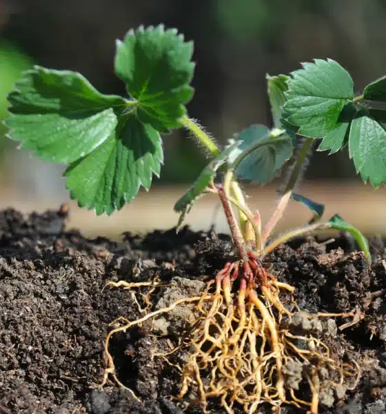 ಸುಸ್ಥಿರ ಕೃಷಿಗೆ ಮಣ್ಣಿನ ಆರೋಗ್ಯವನ್ನು ಹೆಚ್ಚಿಸುವ ಹ್ಯೂಮಸ್ ಕಾಂಪೋಸ್ಟ್