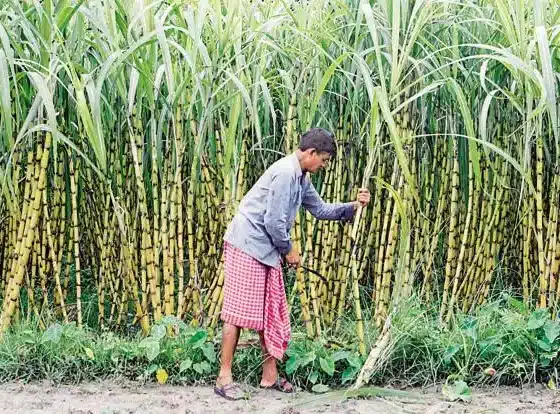 ಕಬ್ಬು ಬೆಳೆಯಲು ಸೂಕ್ತ ಸಲಹೆಗಳು – ಆರೋಗ್ಯಕರ ಕಬ್ಬು ಕೃಷಿ