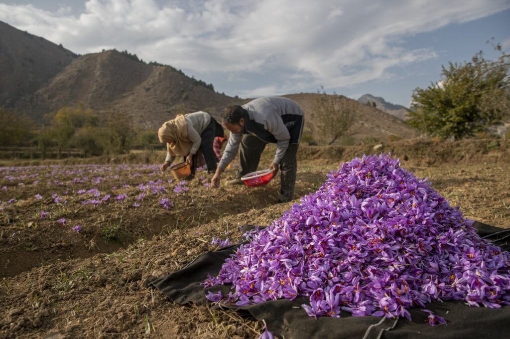ಒಣ ಬೇಸಿಗೆ ಮತ್ತು ತಂಪಾದ ಚಳಿಗಾಲವಿರುವ ಕೇಸರಿ ಕೃಷಿಯ ಹವಾಮಾನ ಅವಶ್ಯಕತೆಗಳು