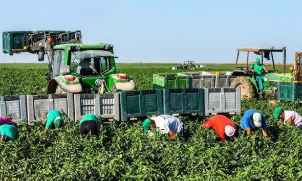 Climate smart agriculture in Europe showing healthy soil and regenerative farming practices.