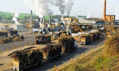 Indian sugarcane farming supporting ethanol production and sugar industry growth
